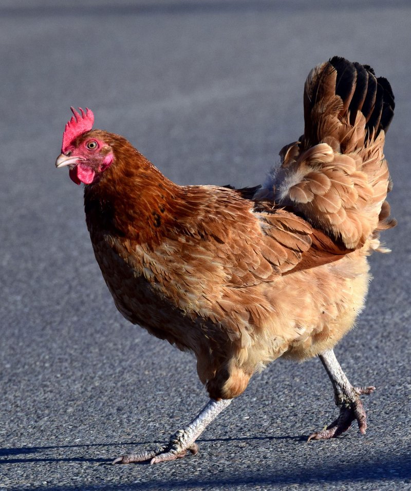 Descubre los Secretos detrás de la Enigmática Carretera del Pollo en España, chicken road españa